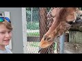 Feeding the Giraffe