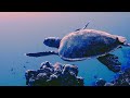 Sea Turtle Lazily Gliding Along- Fanar, Sharm