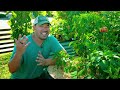 My Pepper Growing Secrets For Huge Harvests