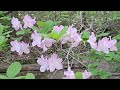 “Spring Melody: A time of healing music filled with the scent of flowers” (4K)