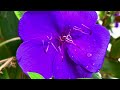 Relaxing time winters flowers, Walking around, relaxing music 🎶 stress relief music 🎶.