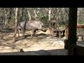 Warthog mating sounds and actions in the bush...