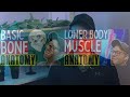 Muscular Anatomy For NASM and ACE Personal Trainers | Learn Basic Upper Body Muscles/Anatomy