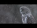 A Snowy Great Gray Owl