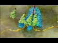 Tradução do RNA mensageiro (versão simplificada)