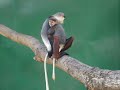 Douc Langur At Safari World Zoo Bangkok, Thailand