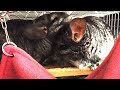 Epic Chinchilla Grooming Session