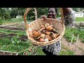 Backyard garden onions harvest