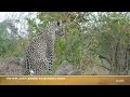 SafariLIVE Sunrise - 29 May 2024