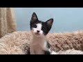 How ferocious rescued kitten grows up: from 0-80 days 
