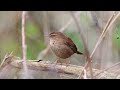 Singing Robin & Wren