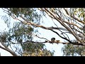 Regent Honeyeater