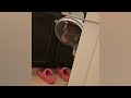 Funniest Cats and Dogs Videos 😺🐶 Best Of The 2024 Funny Animal Videos 😂