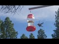 Humming birds gone Wild!