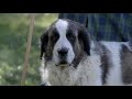 LIVESTOCK GUARDIANS: GREAT PYRENEES AND PYRENEAN MASTIFFS