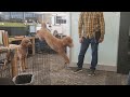 Dogs at Amazon