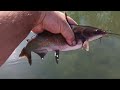 THE KANSAS ANGLER , NONSTOP  ACTION  CATFISH  CARP DRUM ON BOBBER WORM NIGHTCRAWLER WADING IN RIVER