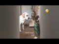 FUNNIEST CAT AND DOG VIDEOS 2023 #16