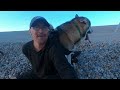 Cuddling big wolf on Chesil beach
