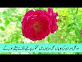 Surah Yasin ( Yaseen ) with Urdu Tarjuma | Quran tilawat | Ep 102| Quran with Urdu Hindi Translation