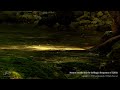 【Beautiful natural scenery and AMSR sounds, Solfeggio 528Hz】AMSR音/DNAを修復する５２８Hzと美しい風景 Japan 山県市「神崎川」