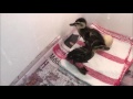 How To Hatch & Care For Ducklings