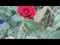 Red Rose || Beautiful Rose || WhatsApp Status || ரோஜா பூ