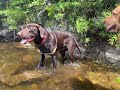 Clips from our recent hikes and camping. Jasper surprises us and becomes a real dog.
