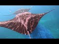 Maldives Conrad Adventure Snorkel - Manta Rays