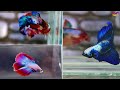 Betta Fish Cross Breeding Tail Types With Results