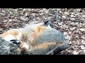 A snoozing fox meets a plucky little black-crested titmouse