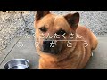 忘れないよ。10年間のありがとう〜ミックス犬12歳闘病記