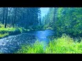 Celestial Sounds of the Forest, Beautiful Birds Chirping, Gentle River Sound, Healing Nature