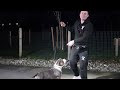 Training a Pocket Bully in 14 Days!