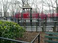 Red tailed hawk in McGolrick Park, Greenpoint, Brooklyn