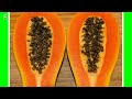 papaya  pronunciation. How to say papaya. Listen to the audio pronunciation in English