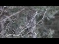 Great Gray Owls 01/26/20
