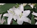 Lily flowers full of rich scent, atmospheric music, healing, relaxation