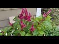 Celosia (Cock's Comb)A Beautiful Perennial that Attracts Pollinators