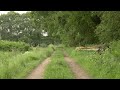 Nature Ambience: Old Country Trail with Bird and Cattle Sounds