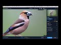 Photographing SMALL BIRDS - from FIELD to LIGHTROOM || BIRD PHOTOGRAPHY