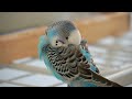 How to Care for a Budgie