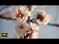 Japan 4K - Relaxing Music Along With Beautiful Nature Videos / Soothing Guitar Acoustic Serenades