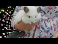 How to successfully introduce / bond chinchillas