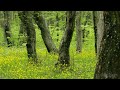 4K Spring Forest - Blackbird Song - Bird Singing/ Chirping - Ultra HD Relaxing Nature Video & Sounds