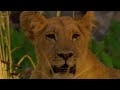 A Legend Unveiled: The Real Queen of The Savannah (EPISODE 01) | FULL 4K | Animal Documentaries