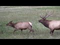 Elk Bulls Bugling During the Rut