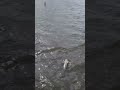 Sandbar Shark vs. PVC pipe