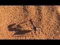 Les fourmis du désert ont un GPS intégré pour s'aider à se diriger (France Info, 13 août 2022)
