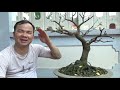 Shorten branches of a starfruit bonsai